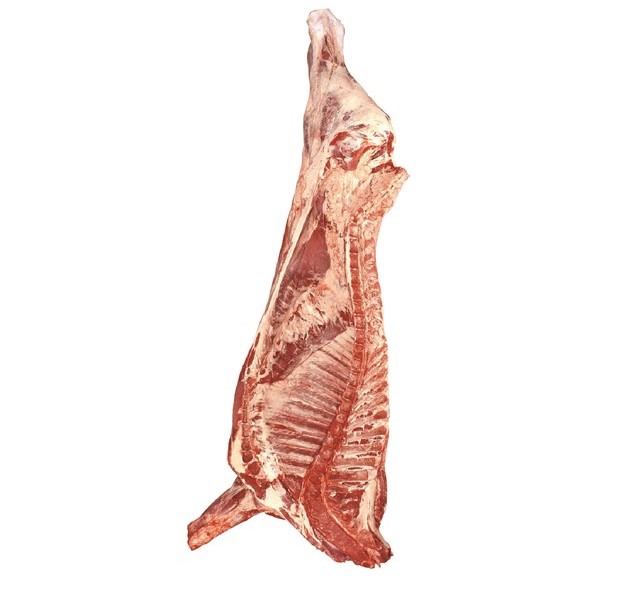 NOVILLO MEDIA RES xKG